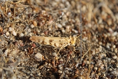 Dissosteira spurcata