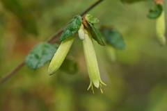 Correa reflexa lobata