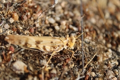 Dissosteira spurcata