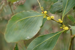 Acacia obliquinervia