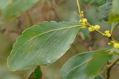 Acacia obliquinervia