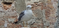 Larus michahellis