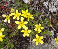 Ranunculus multiscapus