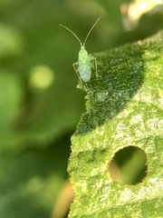 Malacocoris chlorizans