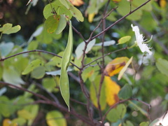Bauhinia variegata candida