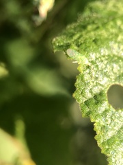 Malacocoris chlorizans