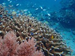 Porites cylindrica