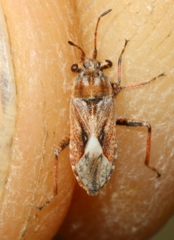 Henestaris laticeps