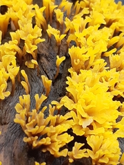 Dacrymyces spathularia