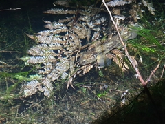 Gobiomorphus basalis