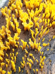 Dacrymyces spathularia