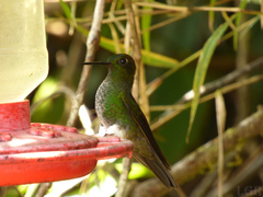 Haplophaedia aureliae