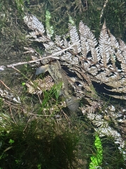 Gobiomorphus basalis