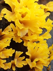 Dacrymyces spathularia