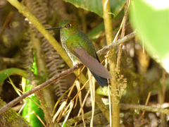 Haplophaedia aureliae