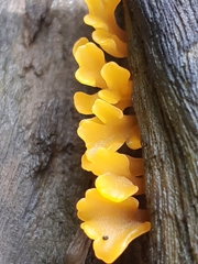 Dacrymyces spathularia