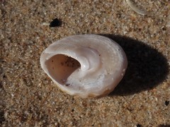 Bellastraea squamifera