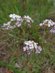 Stevenia incarnata