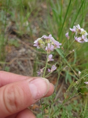 Stevenia incarnata