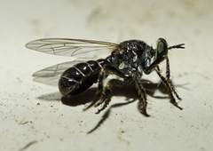 Atomosia melanopogon