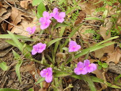 Tradescantia subacaulis
