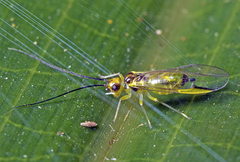 Stenopsocus