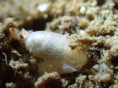 Roxaniella multistriata