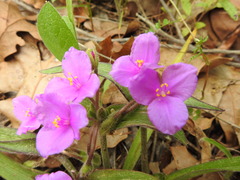 Tradescantia subacaulis