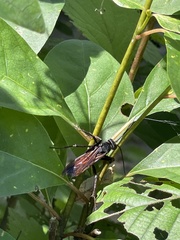 Anoplius samariensis