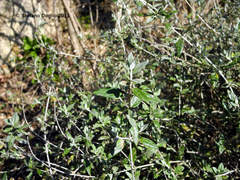 Teucrium fruticans