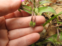 Tradescantia subacaulis