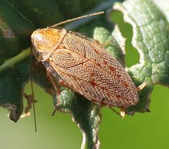 Ectobius vittiventris