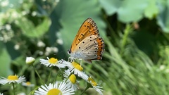 Lycaena dispar