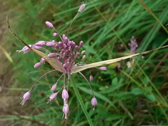 Allium carinatum pulchellum