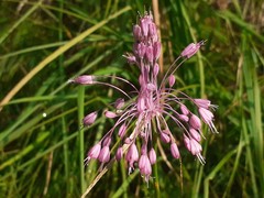 Allium carinatum pulchellum