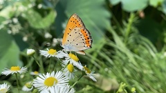 Lycaena dispar