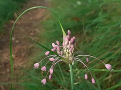 Allium carinatum pulchellum