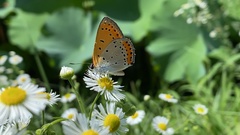Lycaena dispar