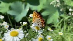 Lycaena dispar