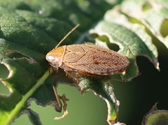 Ectobius vittiventris