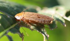 Ectobius vittiventris