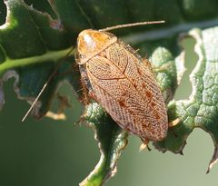 Ectobius vittiventris