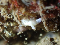 Bulaceros porcellanus