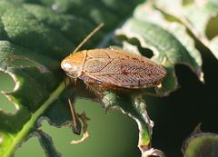 Ectobius vittiventris