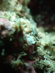 Bulaceros porcellanus