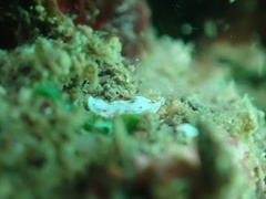 Bulaceros porcellanus