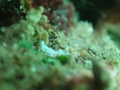 Bulaceros porcellanus