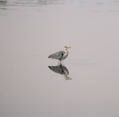 Ardea cinerea