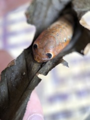 Dysphania glaucescens