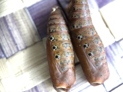 Dysphania glaucescens